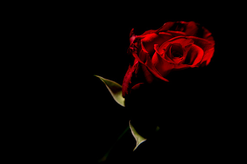 single red rose with black background