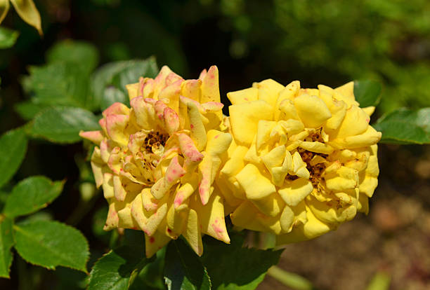 gelbe rosen - blumenerde стоковые фото и изображения