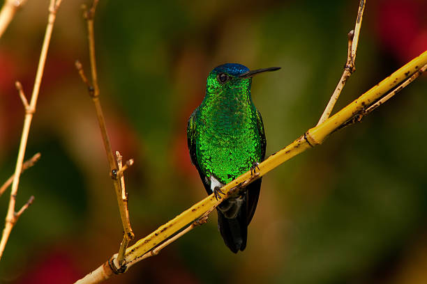 istock Colorful Hummingbird on a Branch 517263693