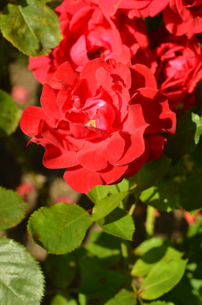 rote rosen - blumenerde foto e immagini stock