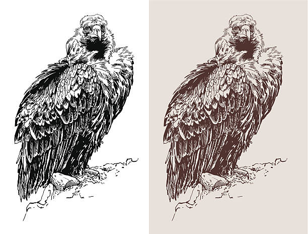 artwork of griffon vulture Aegypius monachus artwork of griffon vulture Aegypius monachus, known as the black vulture, monk vulture, or eurasian black vulture, black and white sketch digital drawing, and sepia version, vector illustration eurasian black vulture stock illustrations
