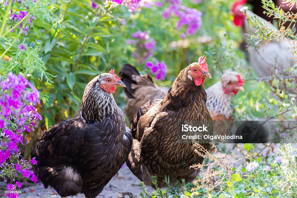 Chickens Laying hens on grass outdoors day Chickens Laying hens on a grass outdoors day Agriculture Stock Photo