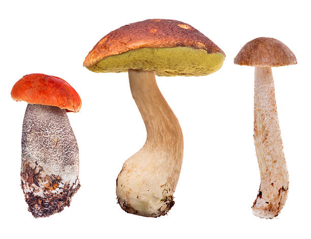istock set of three edible mushrooms on white 517267742