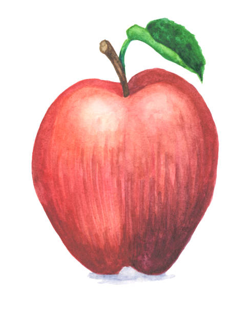 aquarell ein red delicious, isoliert auf weiss - red delicious apple illustrations stock-grafiken, -clipart, -cartoons und -symbole
