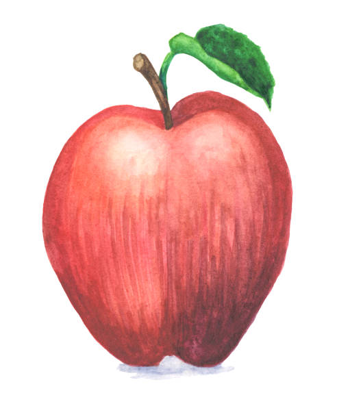 illustrations, cliparts, dessins animés et icônes de aquarelle d'une pomme red delicious, isolé sur blanc - red delicious apple apple fruit vertical