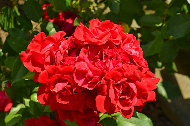 rote rosen - blumenerde стоковые фото и изображения