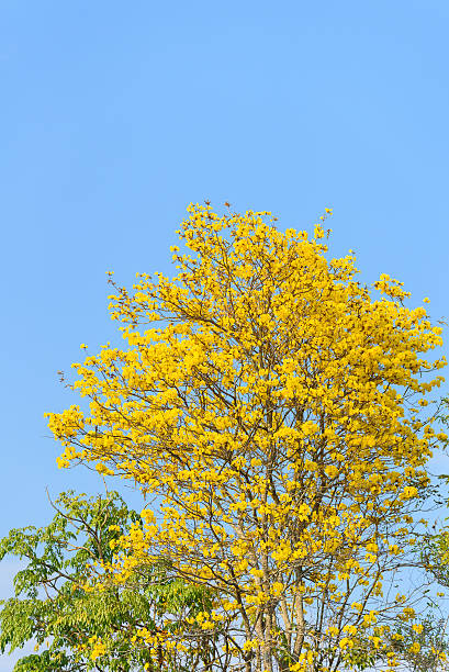 istock Supanika Flowers Cochlospermum regium with Blue Sky 517268854