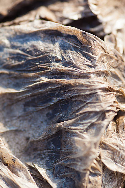 istock Crumpled polythene in the sand 517268900