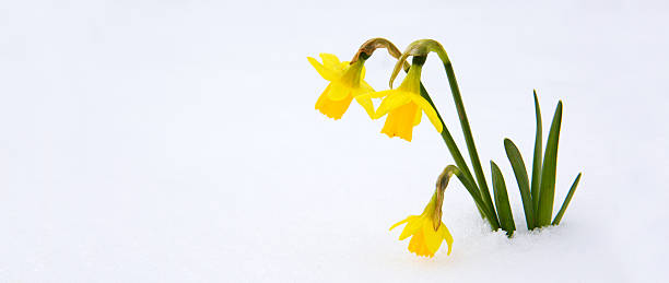 narciso de tne nieve al jardín. - daffodil winter narcissus yellow single flower fotografías e imágenes de stock