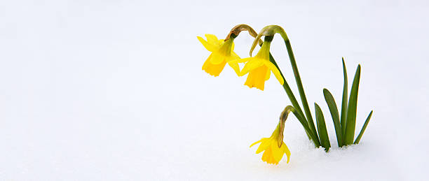 narcisse tne neige sur le jardin. - flower winter narcissus daffodil yellow photos et images de collection