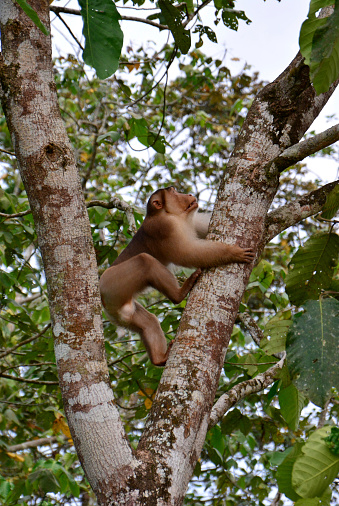 Borneo wild Pig-tailed macaque climb the tree in Tabin Wildlife Reserve, Sabah Borneo, Malaysia.