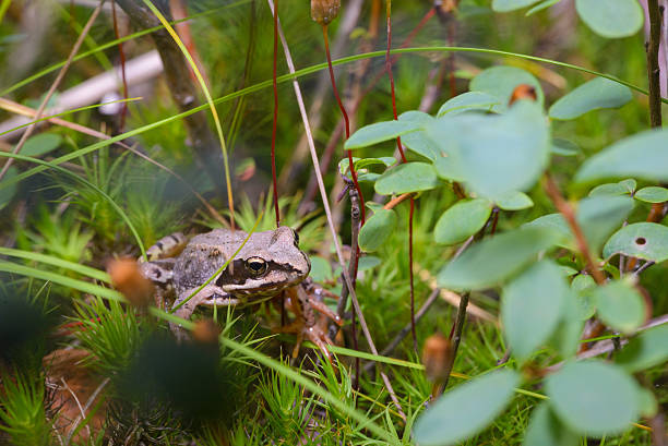 rana común - frog batrachian animal head grass fotografías e imágenes de stock