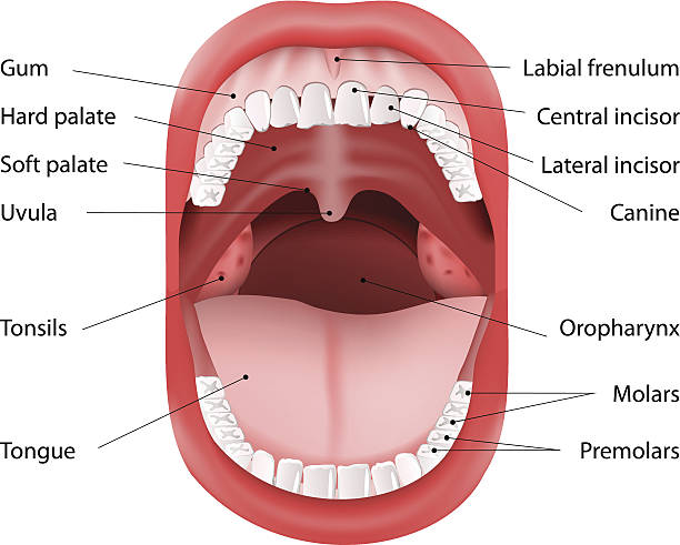 Human Mouth anatomy Parts of Human mouth. Open mouth and white healthy teeth. Vector Diagram, with explaining. tonsil stock illustrations