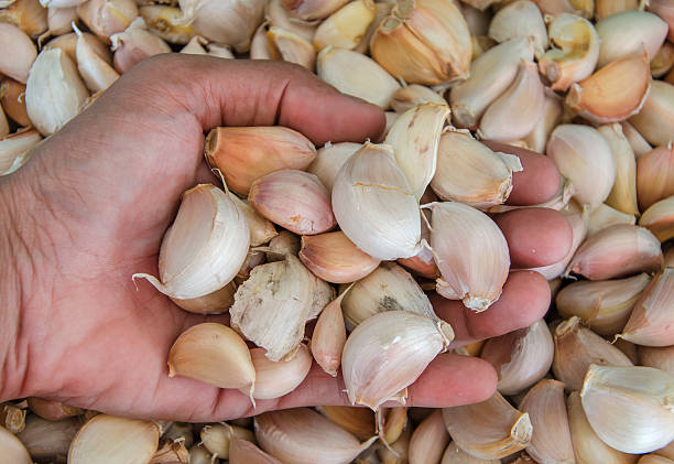 istock Hand holding garlic for cooking 517269519