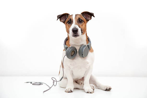 istock Dog portrait with headphones 517269567