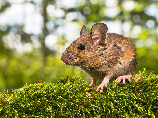 istock Side View of Head Field Mouse (Apodemus sylvaticus) 517269761