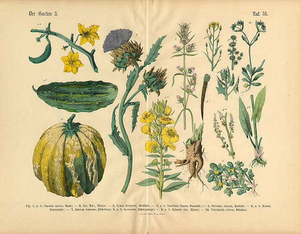 ilustraciones, imágenes clip art, dibujos animados e iconos de stock de verduras y flores del jardín botánico de estilo victoriano ilustración - cucumber vegetable plant single flower