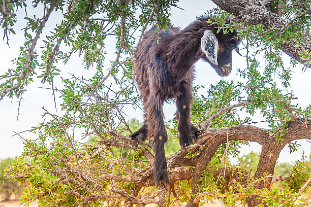 istock Morrocan goats in the field 517269895