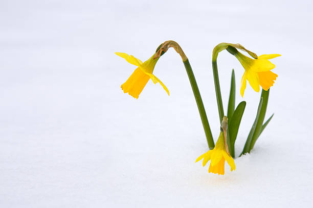 narciso de tne nieve al jardín. - daffodil winter narcissus yellow single flower fotografías e imágenes de stock