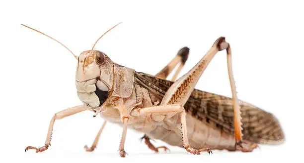 Photo of Migratory locust, Locusta migratoria, in front of white background