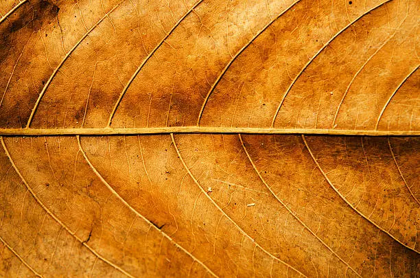 Photo of Dried leaf texture background.