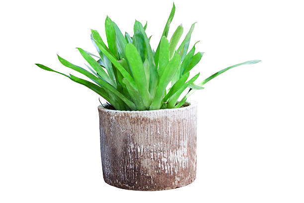 istock Ornamental trees in pots for decorate 517271334