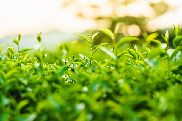 istock Green tea and fresh leaves 517272406
