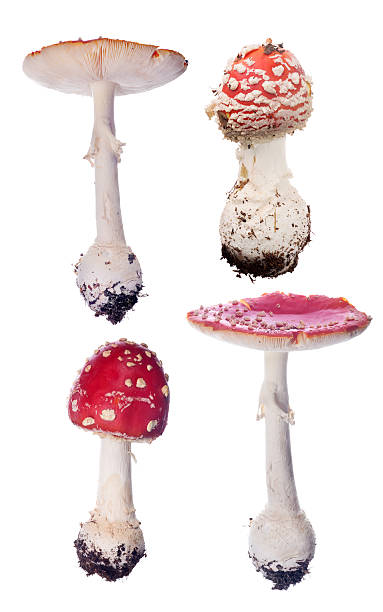istock group of four red fly agaric mushrooms on white 517273542