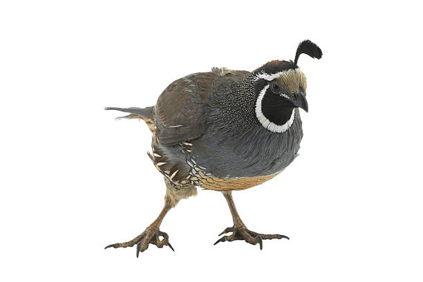 istock California Quail 517274170