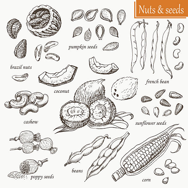 Collection of isolated nuts and seeds Collection of isolated nuts and seeds. Vector  illustration for your design poppy seed stock illustrations