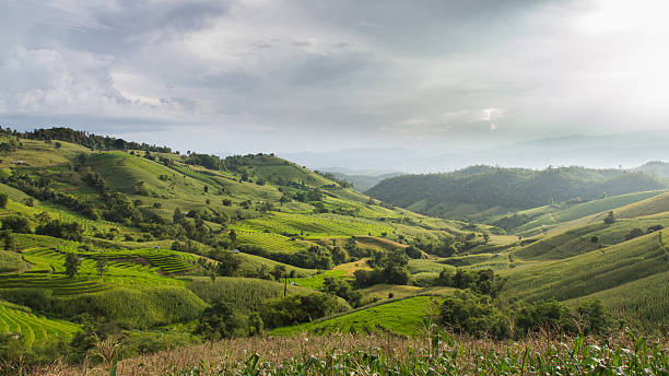 istock Green Terraced Rice Field in Chiangmai, Thailand. 517274886