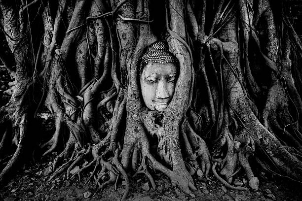 The famous Buddha head embedded into tree roots at the ruins of Wat Phra Mahathat in Ayutthaya Thailand. Wat Maha That was one of the most important monasteries of the Ayutthaya kingdom.  It was a royal monastery.It was the symbolic center where the Buddha's relics were enshrined and also the residence of the Supreme Patriarch or leader of the Thai Buddhist monks.