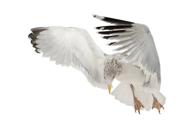 istock European Herring Gull, Larus argentatus, 4 years old, flying 517275800