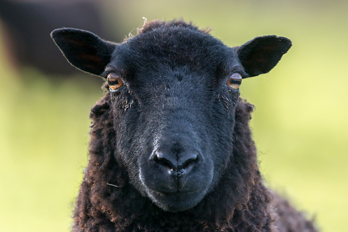 Face of a black sheep ewe looking directly at camera in the Spring. Brecon Beacons, Wales, March