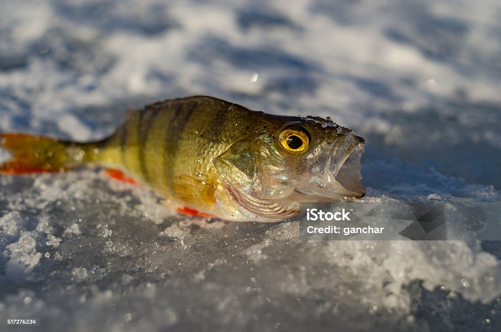 Spring ice fishing Ice fishing in early spring in Central Russia Adult Stock Photo