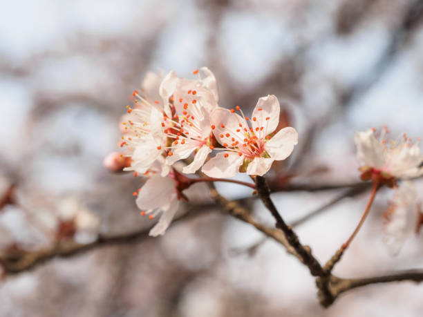 prunus cerasifera galho com flores e folhas. - transperancy - fotografias e filmes do acervo