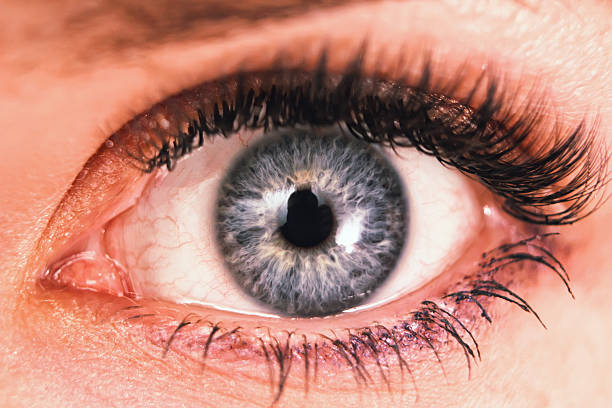 istock Female eye with long eyelashes close up 517277506
