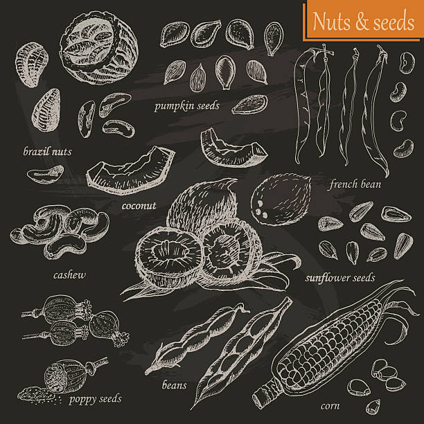illustrations, cliparts, dessins animés et icônes de collection de noix et les graines sur le noir baсkground - poppy seed illustrations