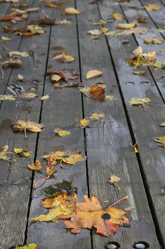 Maple leafs on wooden deck in autumn