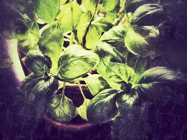 vintage Fresh organic basilic leaves
