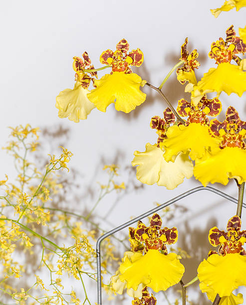 онцидиум орхидея цветы - close to moving up closed single flower стоковые фото и изображения