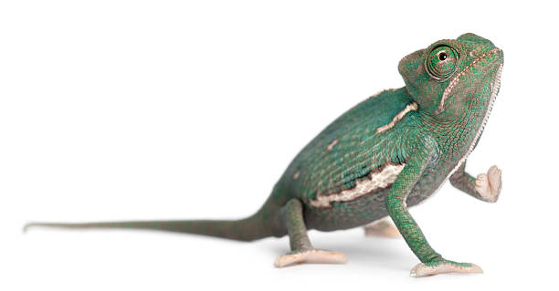 istock Young veiled chameleon, Chamaeleo calyptratus, in front of white background 517279928