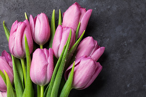 istock Fresh purple tulip flowers 517279984