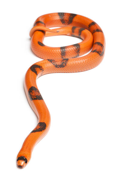 istock Reverse Hypomelanistic Honduran milk snake, Lampropeltis triangulum hondurensis, 517280142