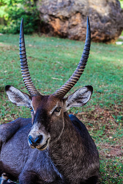 Antilope de savannah - Photo