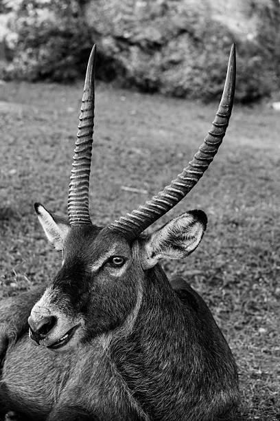 Antilope nella savannah - foto stock