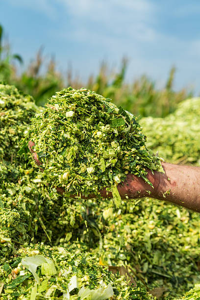 istock Farmer's hands holding freshly harvested silage corn maize 517280368