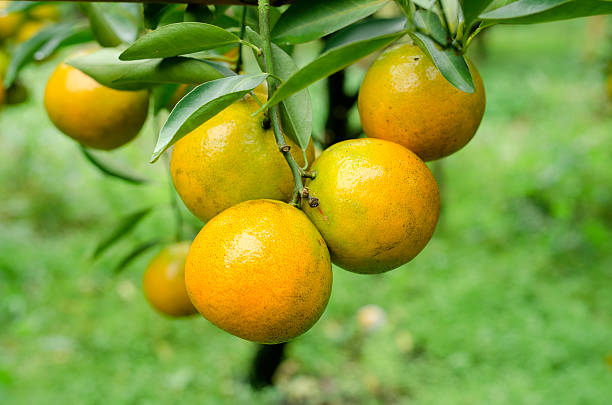 istock Fresh and organic mandarin orange fruite within its tree 517280369