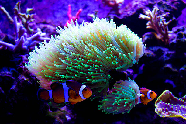Usual scene in marine reef tank