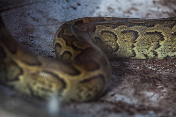 portrait d'un serpent - Photo